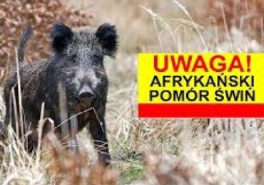 Ognisko afrykańskiego pomoru świń (ASF)