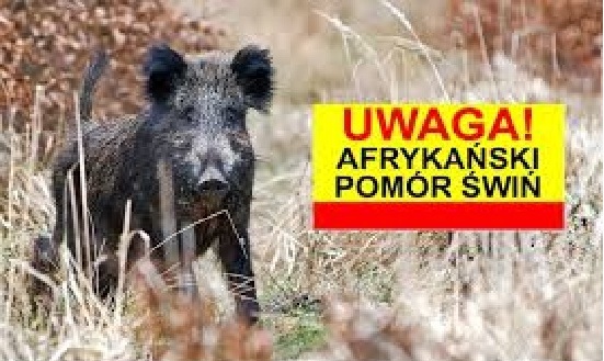 Ognisko afrykańskiego pomoru świń (ASF)